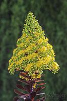 0789-Aeonium_Cactus.jpg