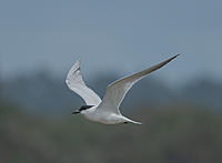Click image for larger version

Name:	20220822_Yeppoon_0045.jpg
Views:	73
Size:	159.2 KB
ID:	489245
