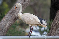 2615-Ibis_Swan.jpg