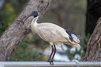 2615-Ibis.jpg