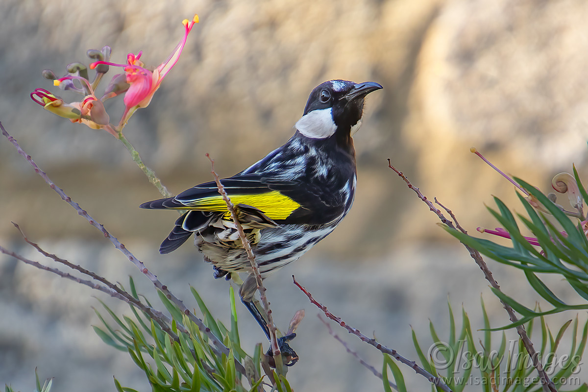 Click image for larger version

Name:	6374-White_Cheeked_Honeyeater.jpg
Views:	30
Size:	293.9 KB
ID:	507345