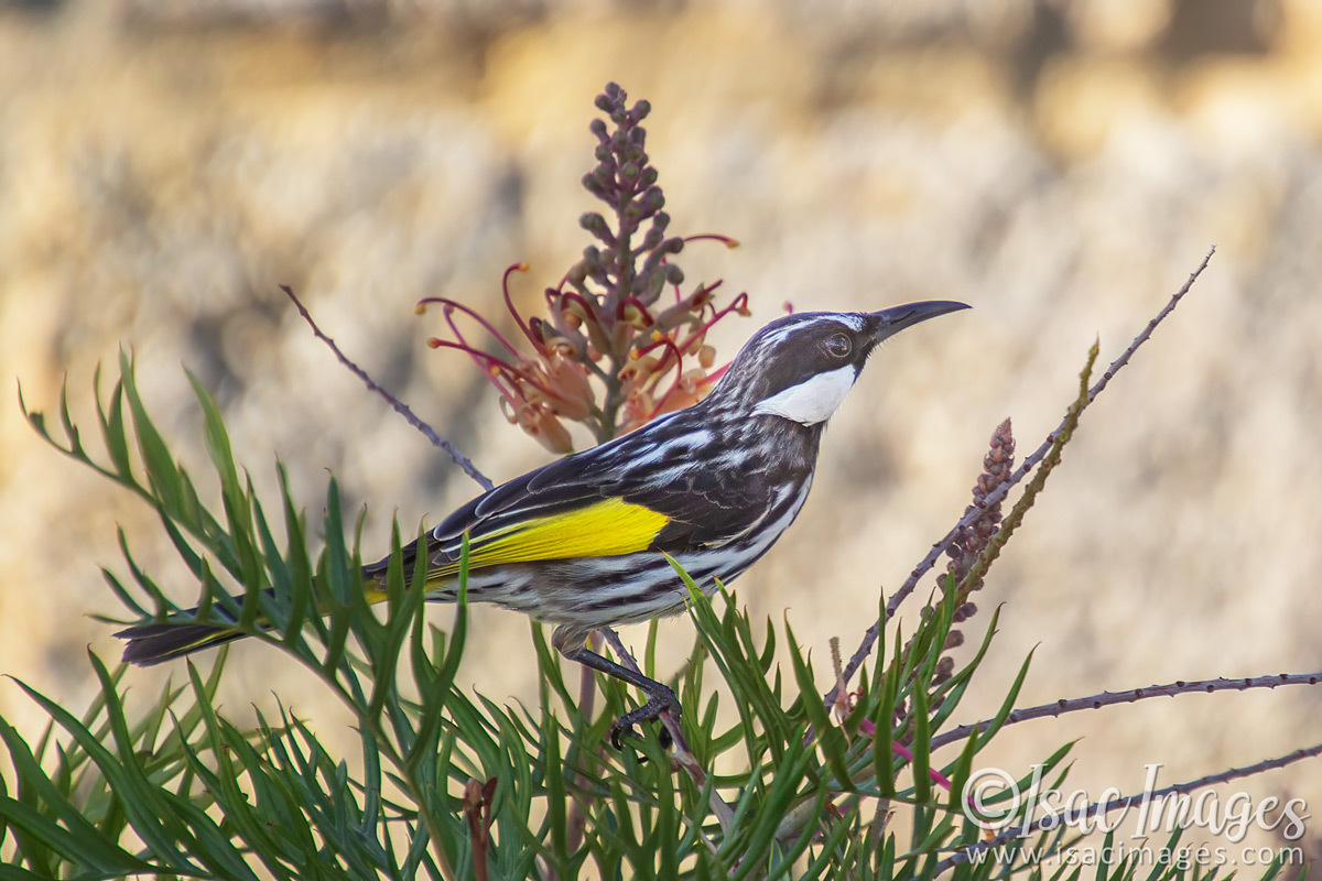Click image for larger version

Name:	6380-White_Cheeked_Honeyeater.jpg
Views:	25
Size:	282.5 KB
ID:	507346