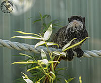 Click image for larger version

Name:	Tassie Zoo 19-02-2023 (723).jpg
Views:	27
Size:	233.4 KB
ID:	515608