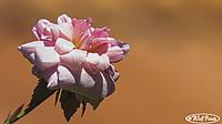 The Rose nextdoors doesn't get to see even though its her rose bush